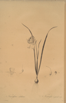Narcissus calathinus
