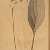 Sagittaria ovata