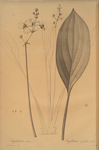 Sagittaria ovata