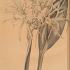 Pancratium speciosum