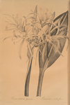 Pancratium speciosum