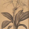 Pancratium fragrans