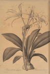 Pancratium fragrans