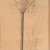 Pancratium declinatum