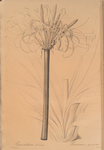Pancratium declinatum