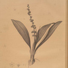 Peliosanthes Feta
