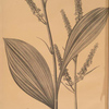 Veratrum nigrum