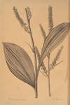Veratrum nigrum