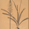 Ornithoga­lum trigynum
