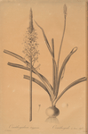 Ornithoga­lum trigynum