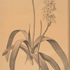 Ornithogalum lacteum