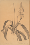 Ornithogalum lacteum