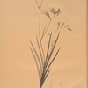 Gladiolus refractus