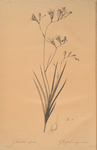 Gladiolus refractus