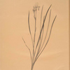Iris sibirica