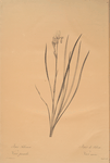 Iris sibirica