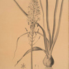 Ornithogalum pyramidale