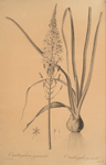 Ornithogalum pyramidale