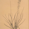 Anthericum longiscapum