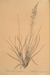 Anthericum longiscapum
