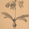 Amaryllis reticulata