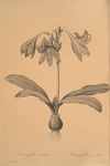 Amaryllis reticulata