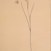 Gladiolus gracilis
