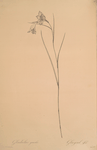 Gladiolus gracilis
