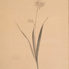 Ixia Candida