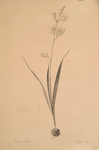 Ixia Candida