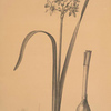 Narcissus intermedius