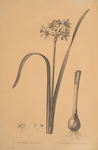 Narcissus intermedius
