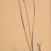 Narcissus intermedius