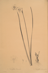 Narcissus intermedius