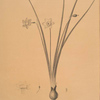 Narcissus lætus