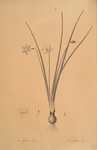 Narcissus lætus
