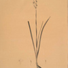Narcissus dubius
