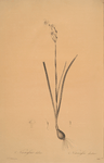 Narcissus dubius