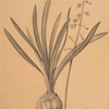 Drimia elata