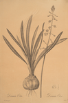 Drimia elata