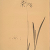 Ixia rapunculoides