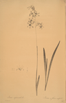 Ixia rapunculoides