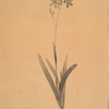 Ixia phlogiflora