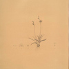 Ixia crispa