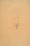 Ixia crispa