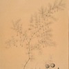 Asparagus tenuifolius