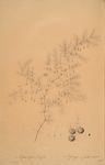 Asparagus tenuifolius