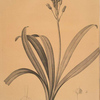 Scilla campanulata