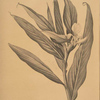 Hedychium coronarium