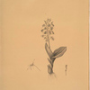 Ophrys lilifolia